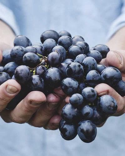 BAGRU HANDBLOCK PRINTED ORGANIC DYED COTTON FABRIC FB CT BR 545