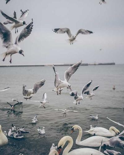 Khadiya Print cotton kurta