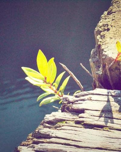 COTTON NANDANA PRINT SAREE SR CT ND 379